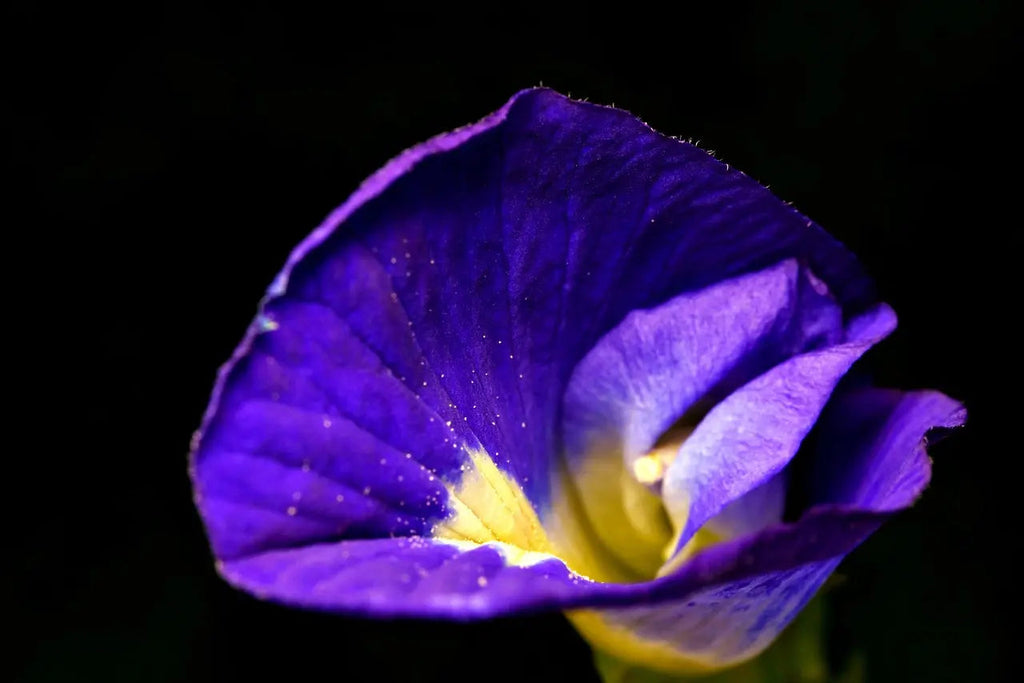 The Rise of Blue Pea Tea: From Traditional Infusion to Global Trend