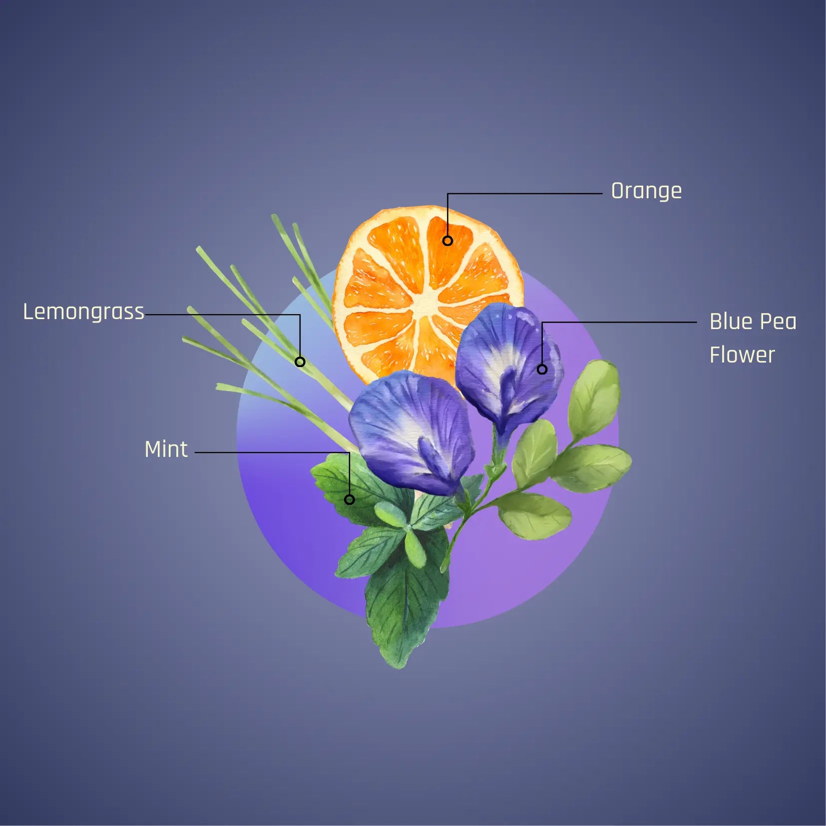 Indraneelam Blend | Blue Pea Flower Infusion