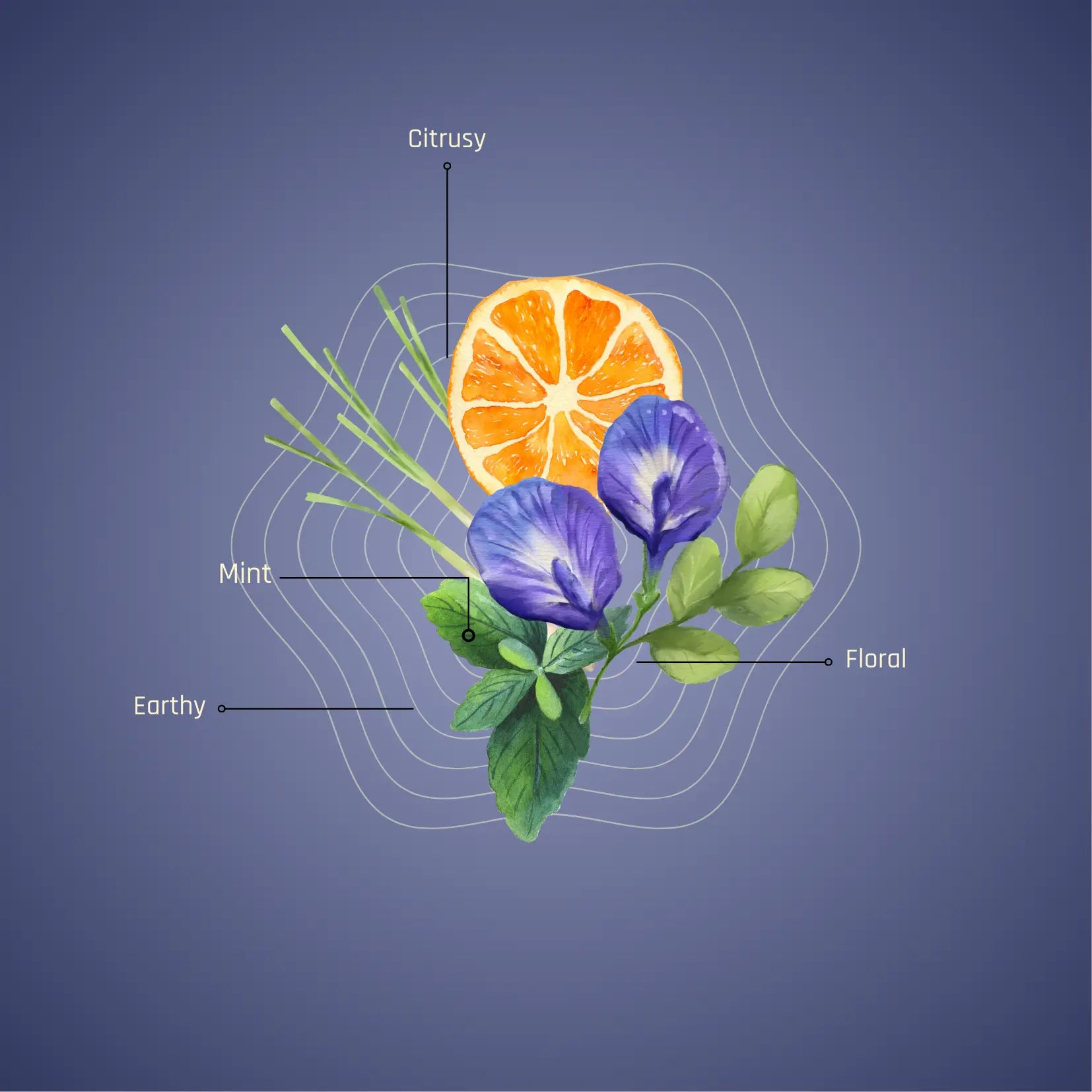 Indraneelam Blend | Blue Pea Flower Infusion