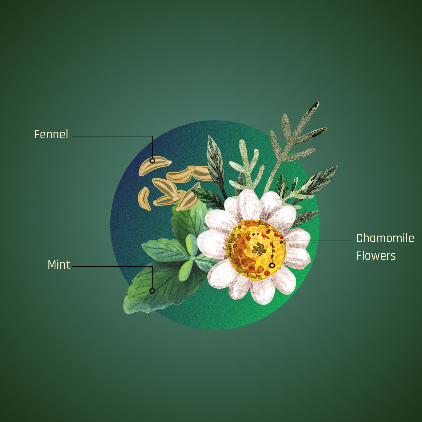 Nidranjali Blend | Chamomile Floral Infusion